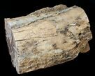 Polished Blue Forest Petrified Wood Limb ( lbs) #14051-1